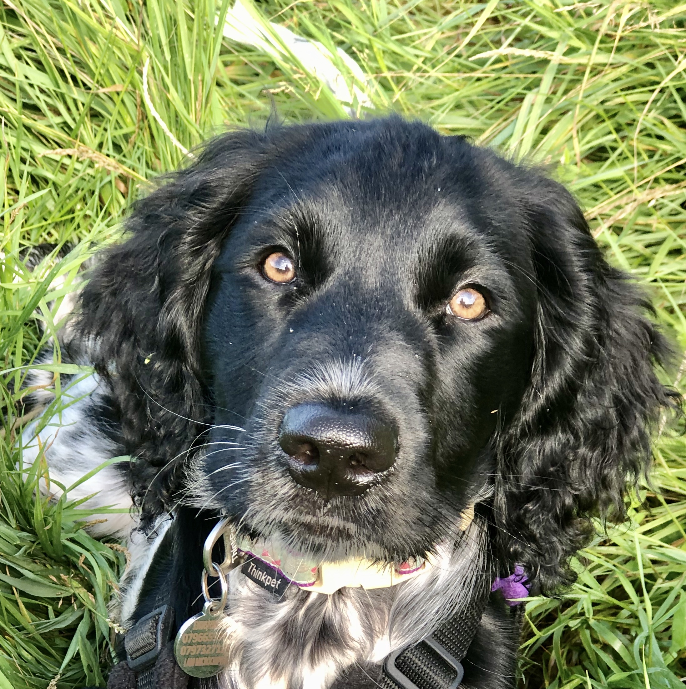 Dog Walking and Visits