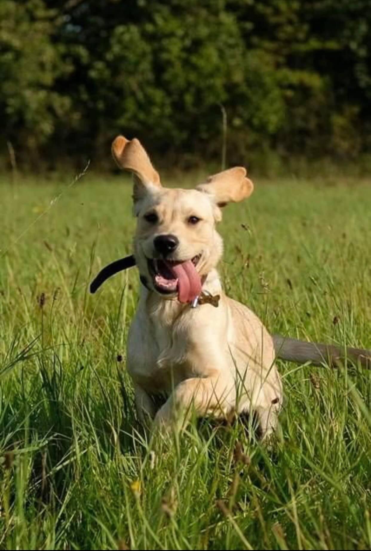 Adult Dog Training Classes